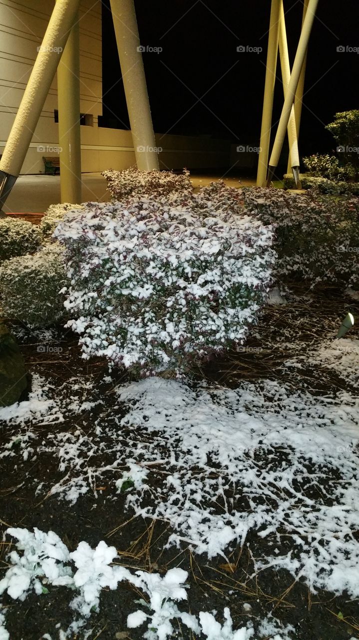 Snowy bush