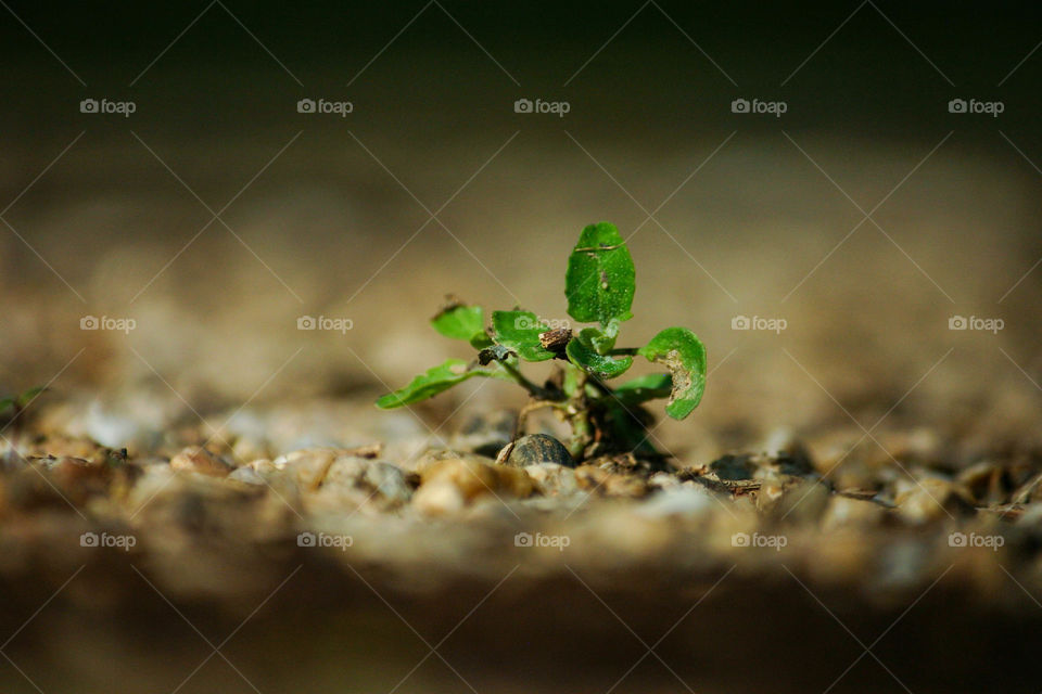 Closeup plant