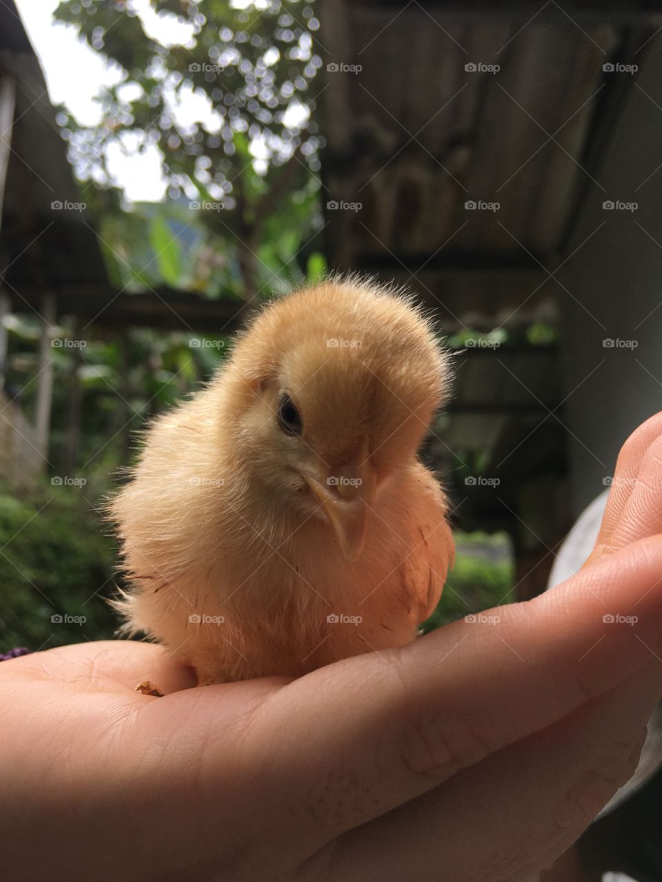 Ternura en mis manos, pequeño, débil, protegido.