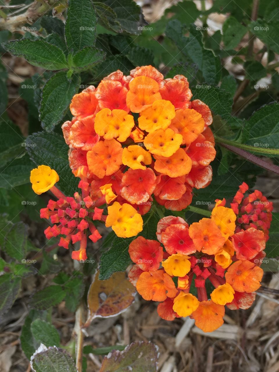 Orange flowers