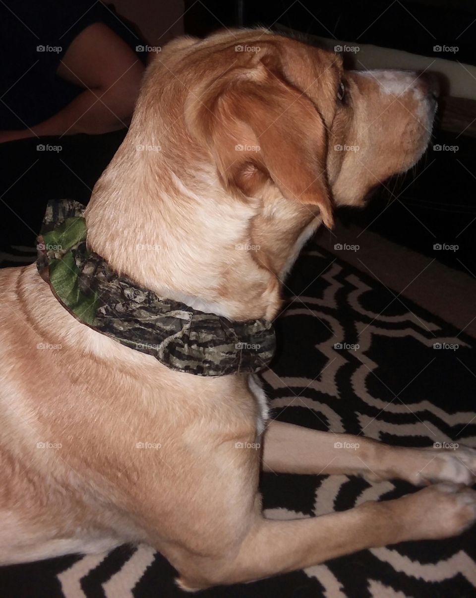 Lucy modeling my pet accessories