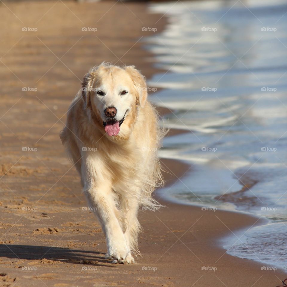 Beach Walker!  Our golden retriever loves the sand between her paws