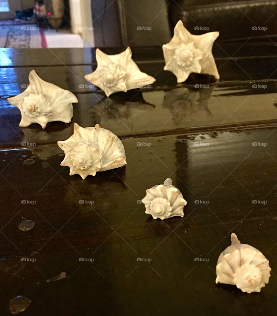 Seashells on table