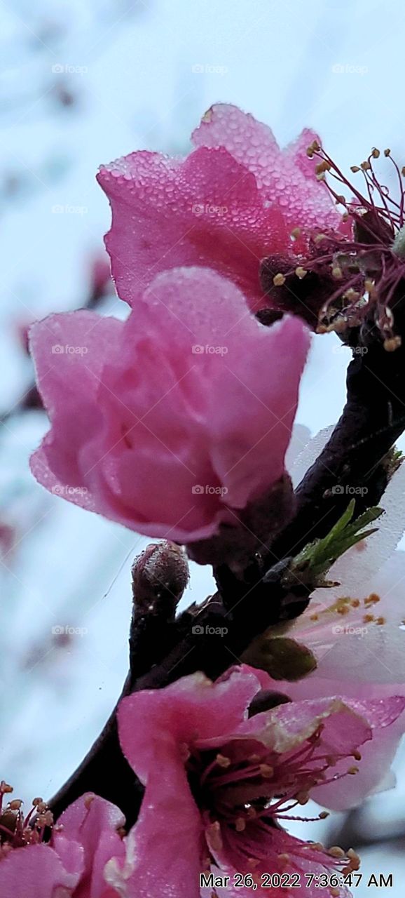 Spring bloom in South Texas