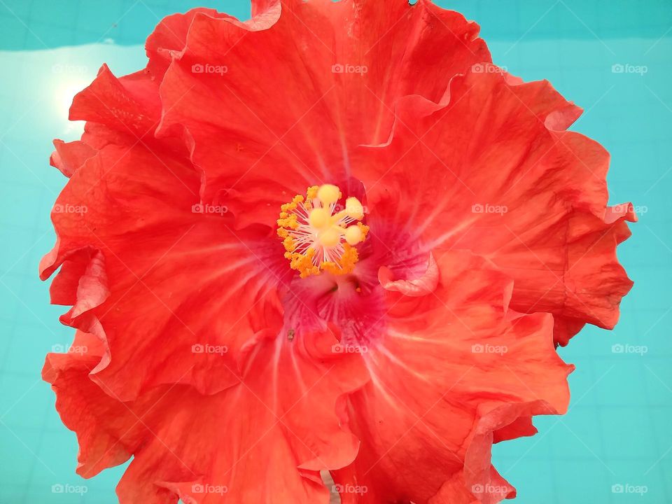 vibration of colors - nature