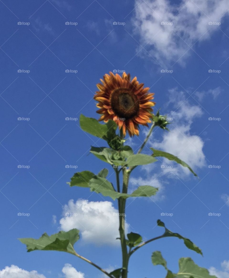 Sunflower in Bright Blue Sky 