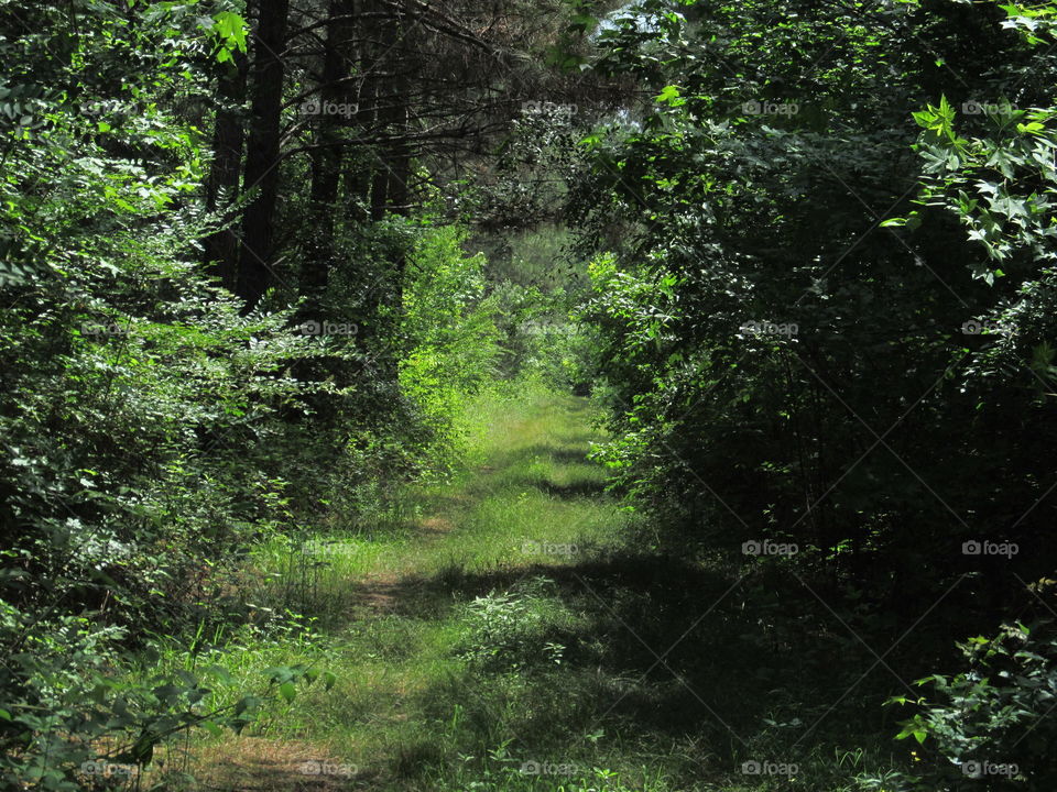 Path through the Grass 4. A lush green path leading through a woodland area.