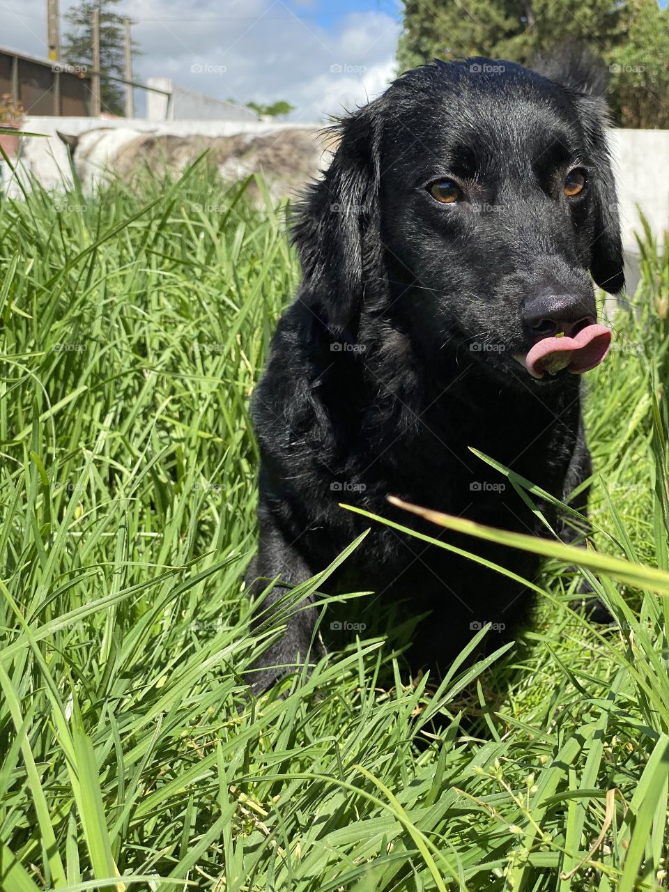 Dog with tongue out in the sun