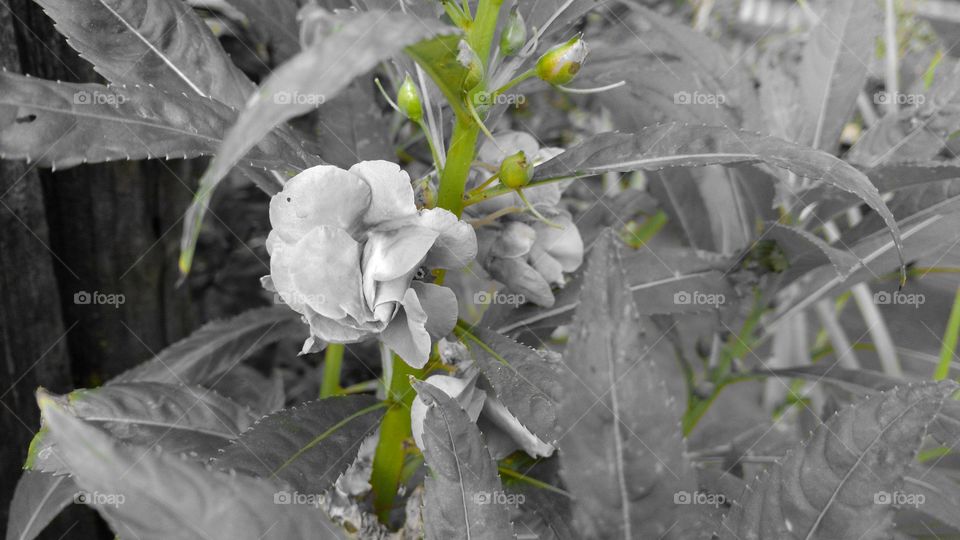 Papel parede de flores, preto e branco com o verde do caule.