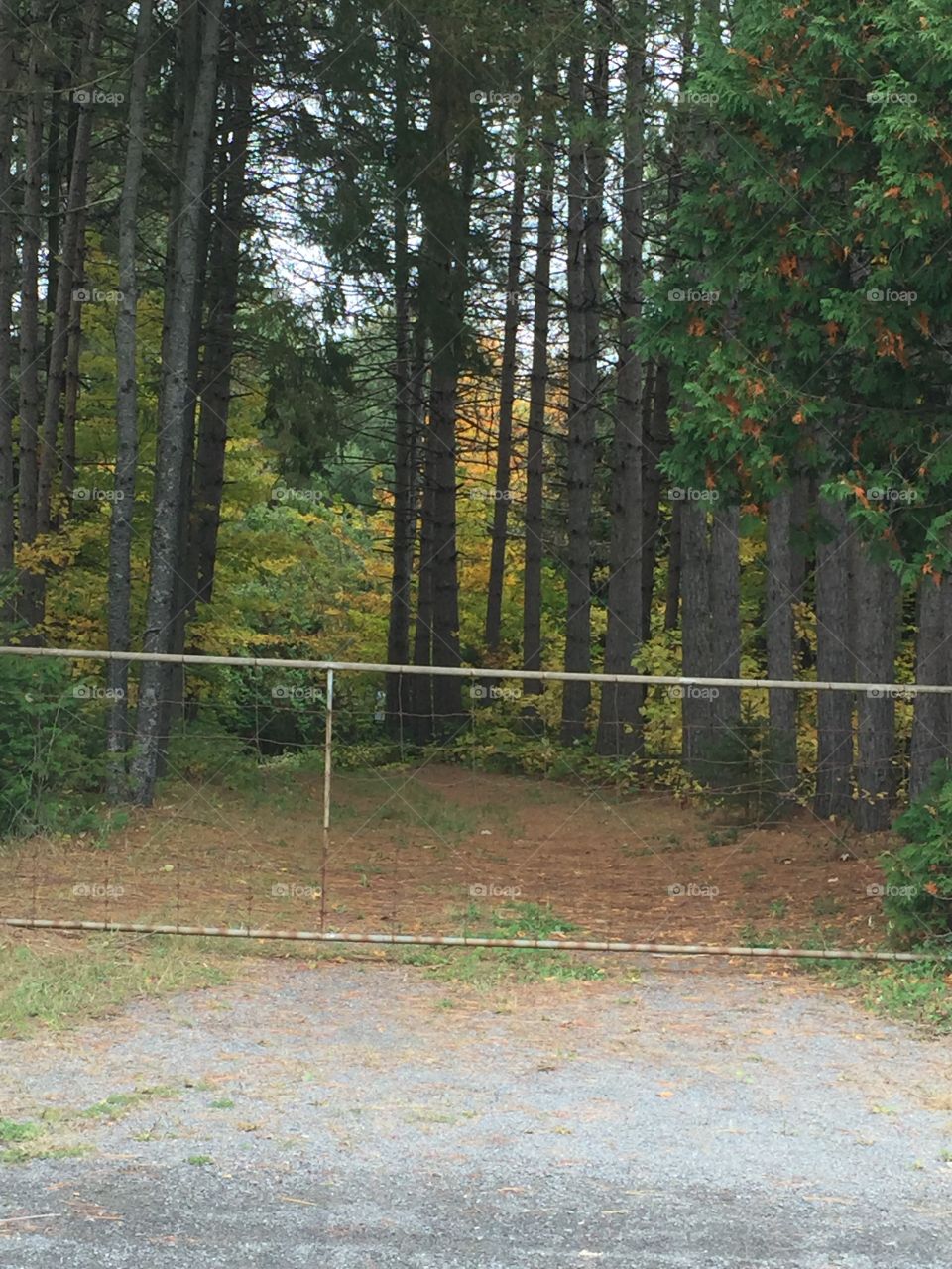 Autumn trees and colors