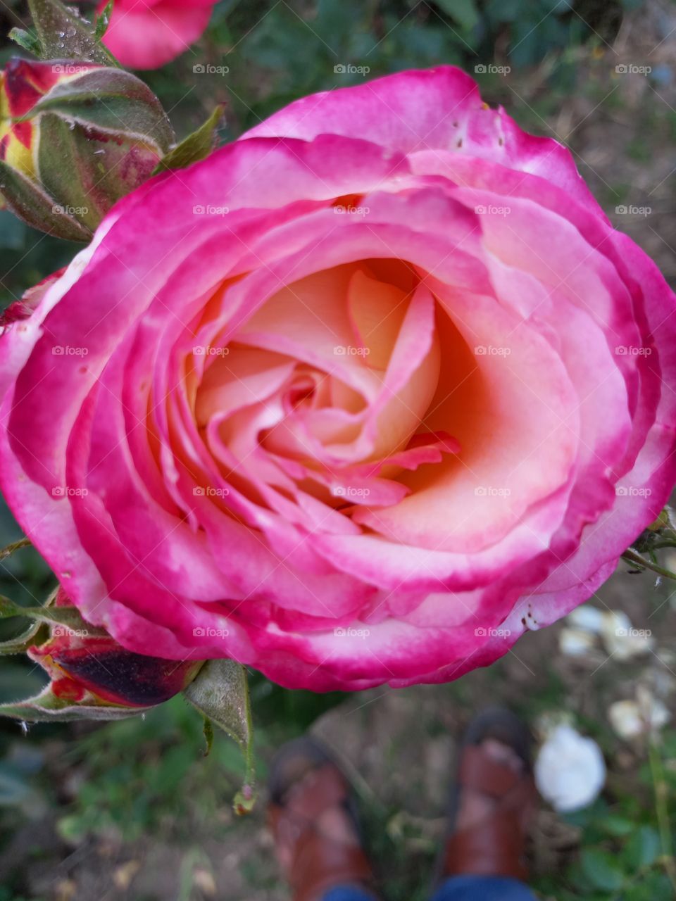 Pink Rose