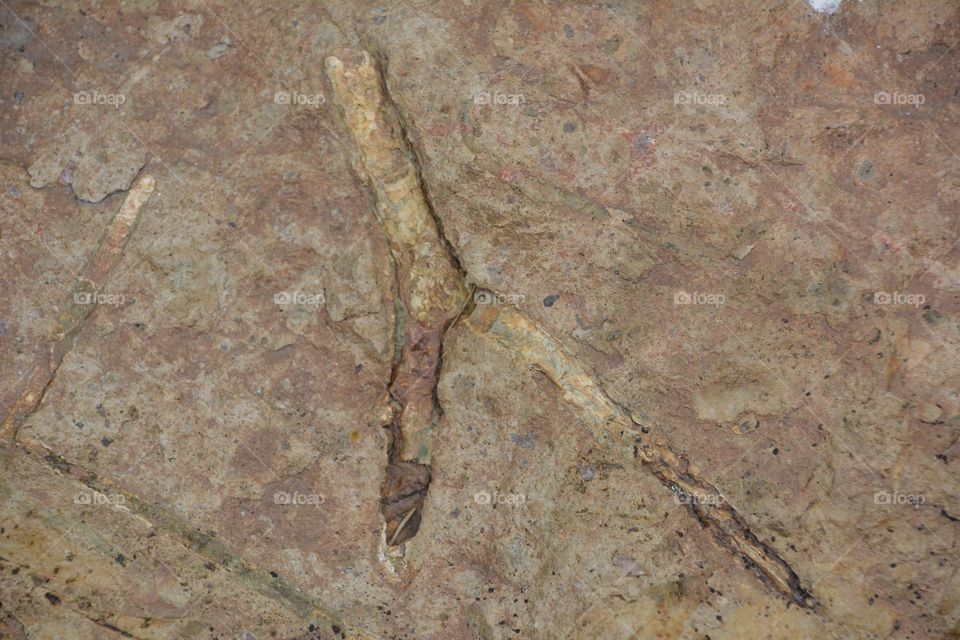 Preserved twig fossil 