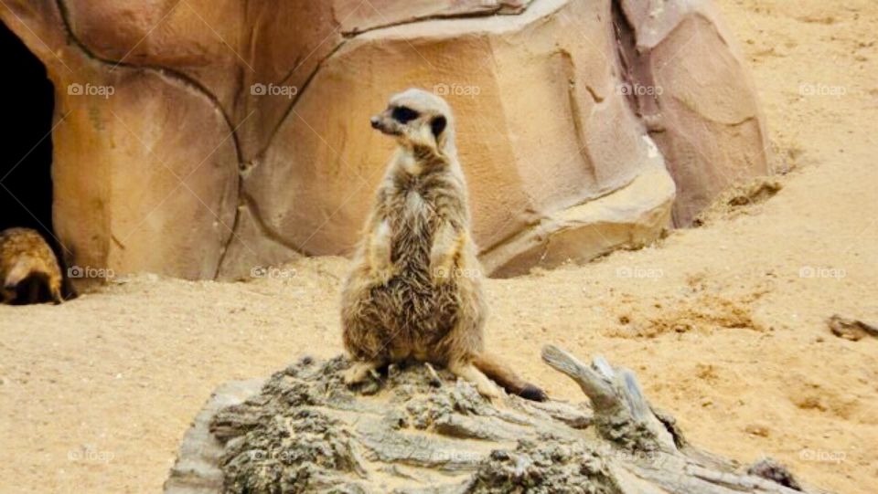 Always Alert, Meerkat 