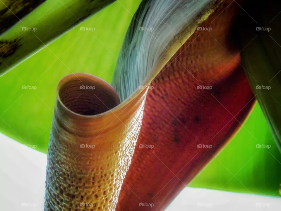Banana leaf detail