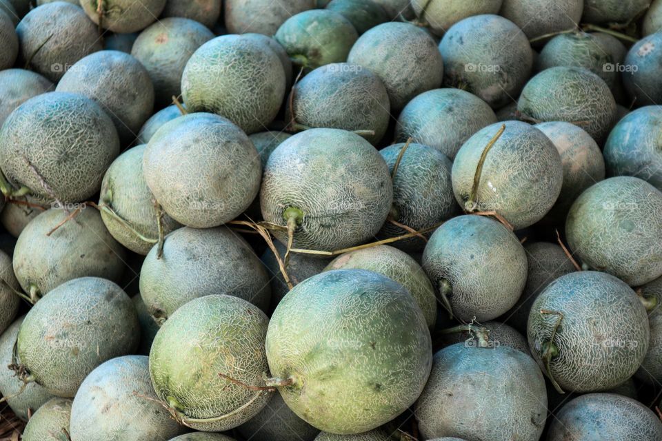 Melon fruit