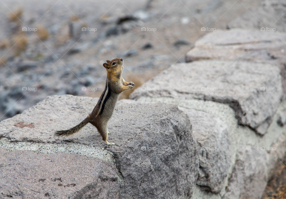 Chipmunk looking for a meal...