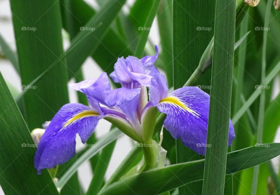 Beautiful flowers in bloom