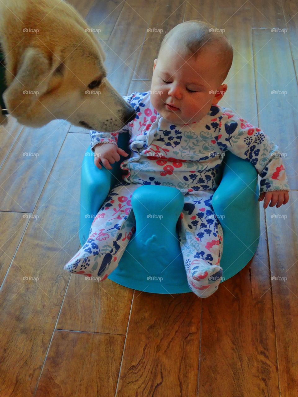 Baby Girl With Family Dog
