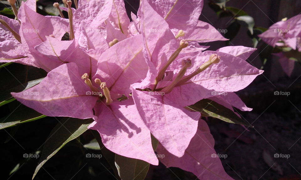 pink flower