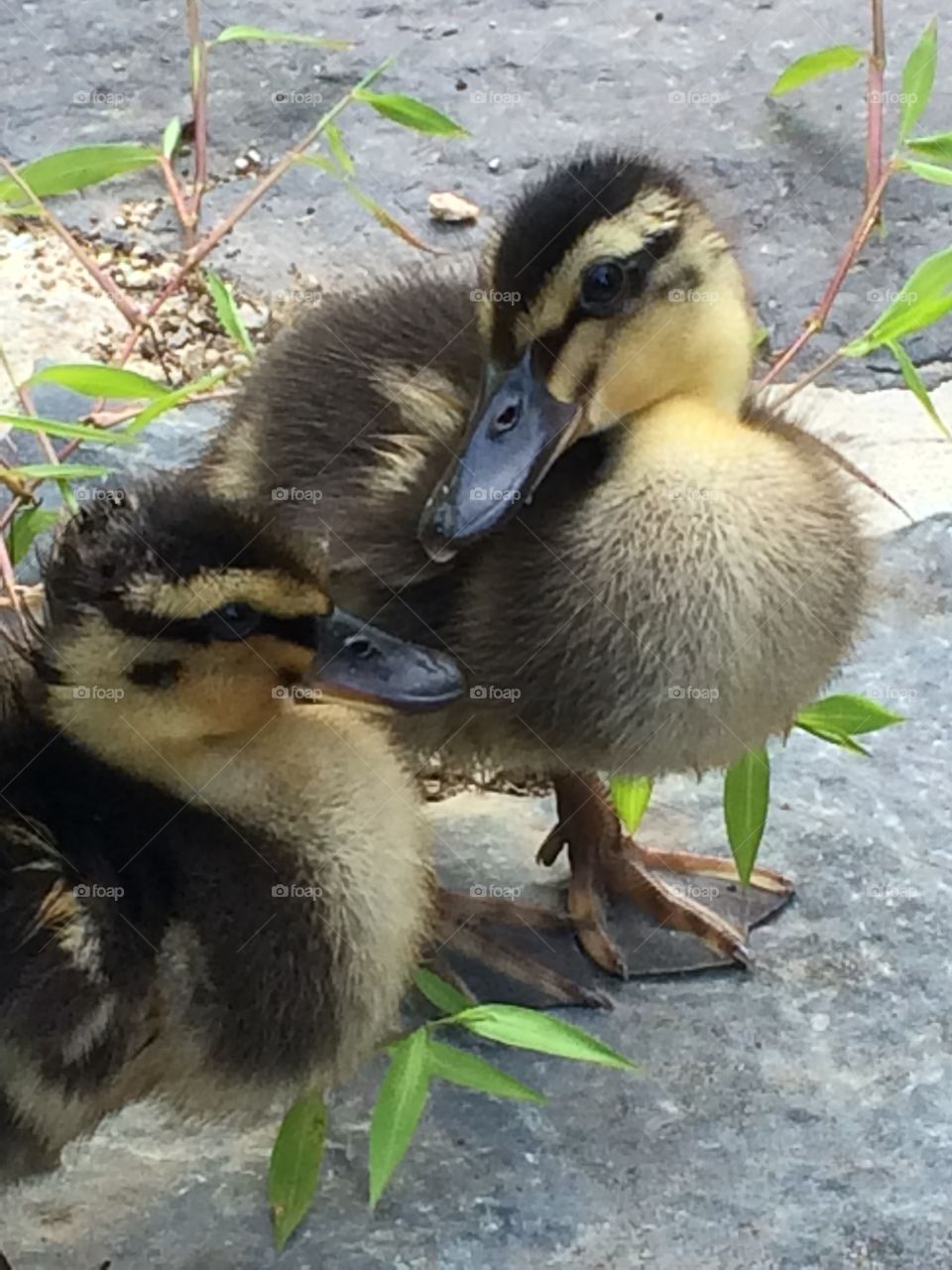 A pair of orphaned duckling I rescued