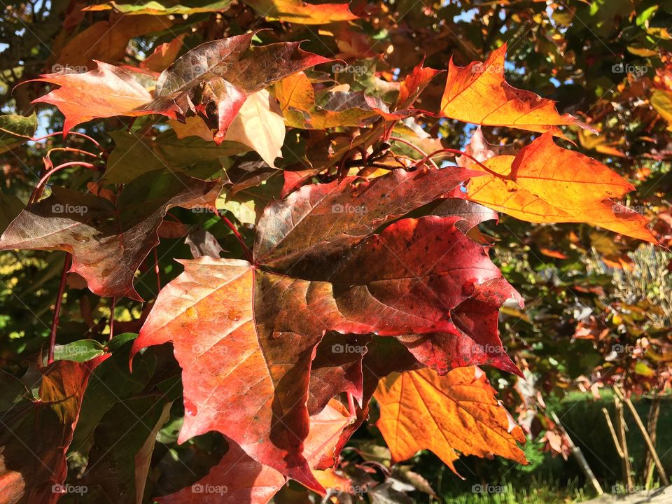 Close-up of autumn leaves