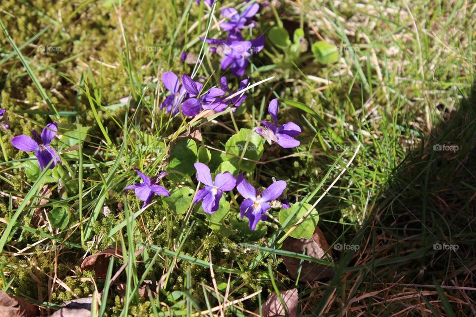 Violets