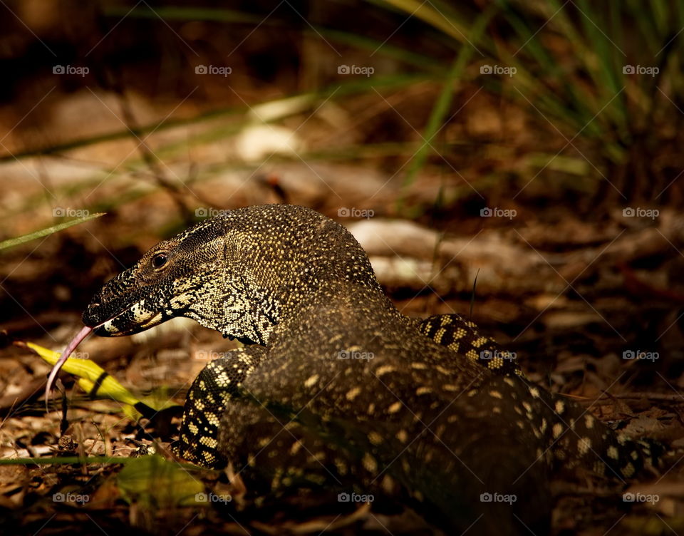 Goanna in the Queensland bush