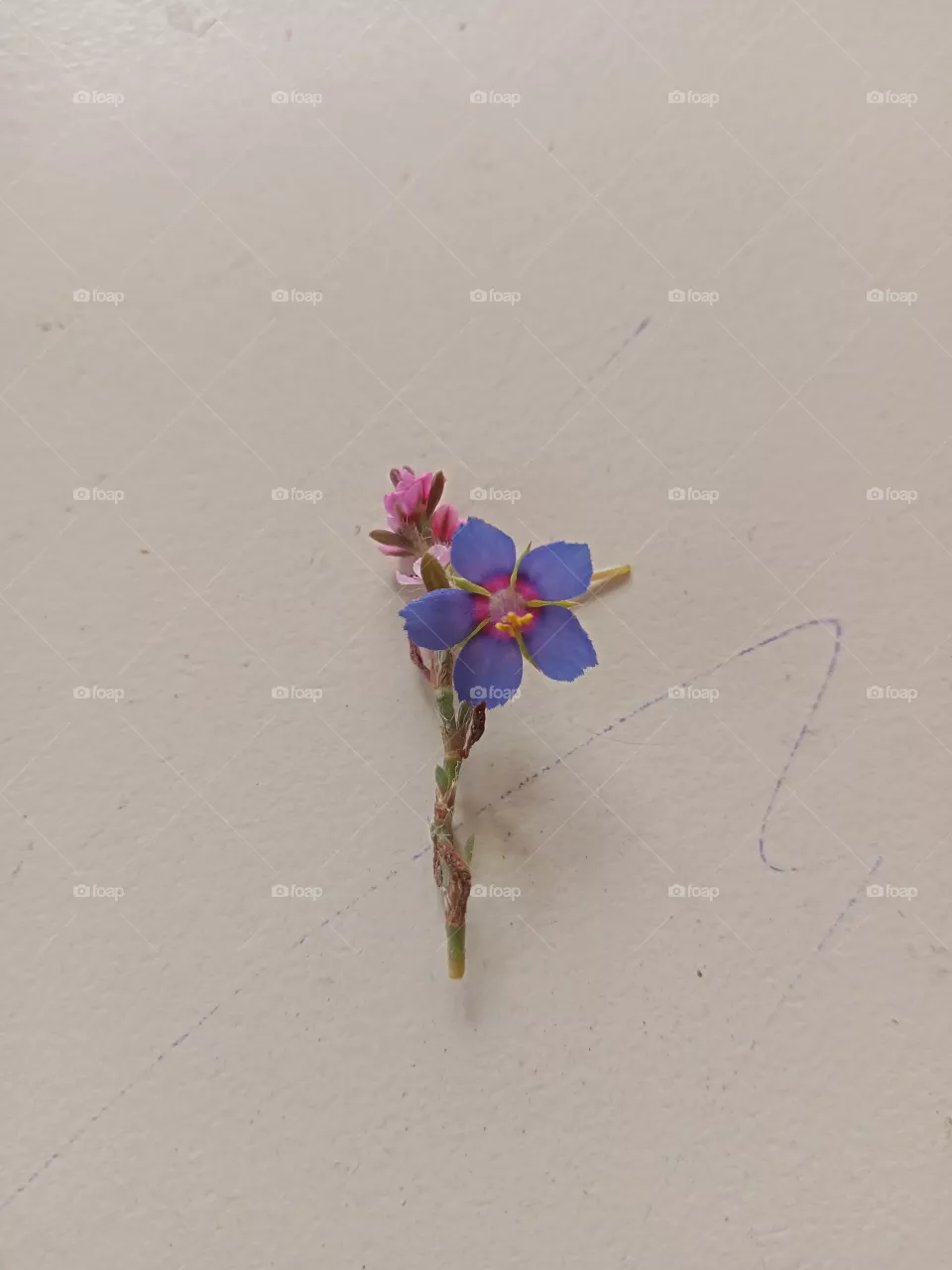 flower photography