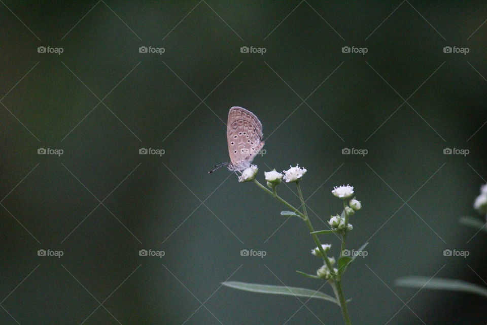 Tiny butterfly