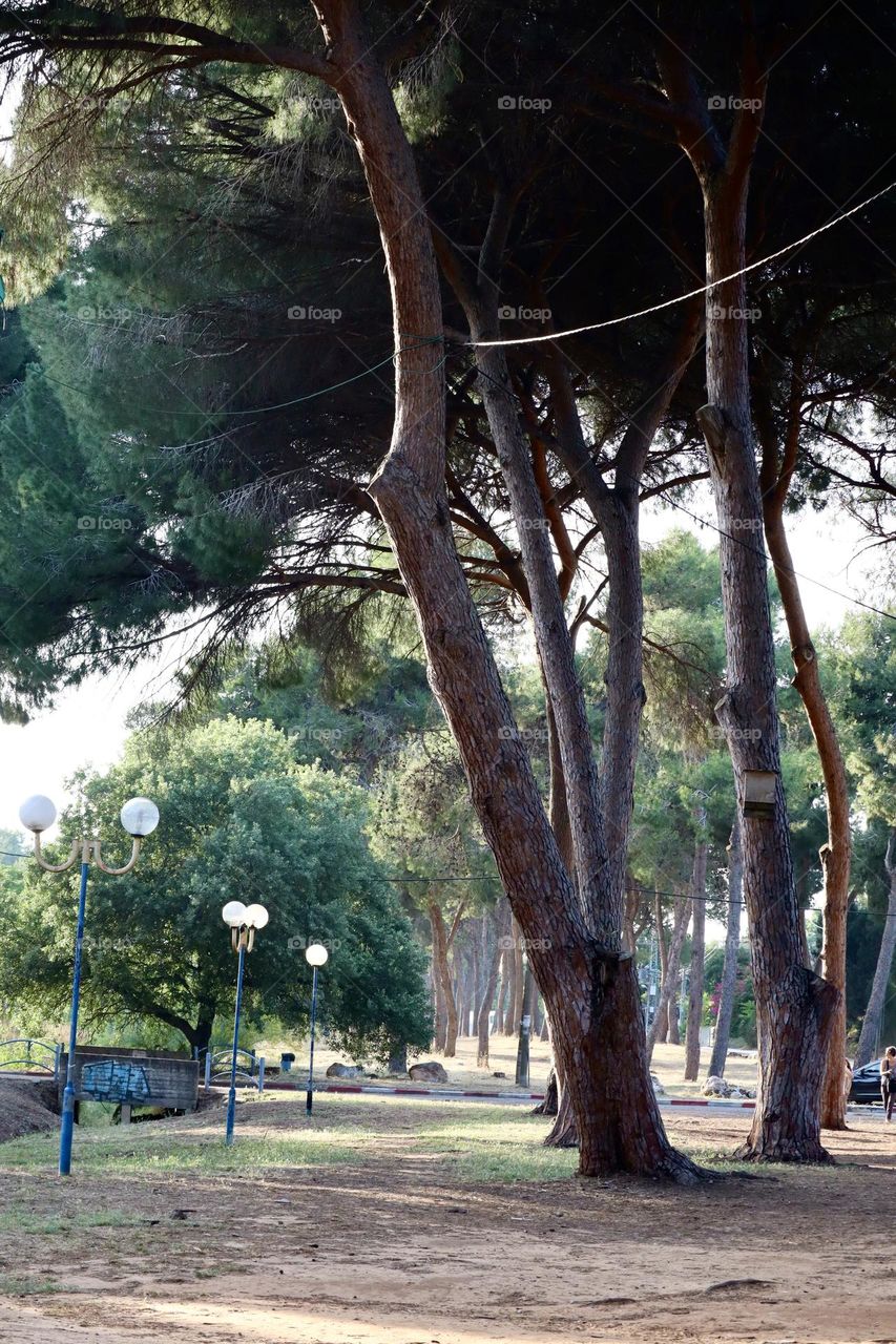 Pine trees in city part with light poles 