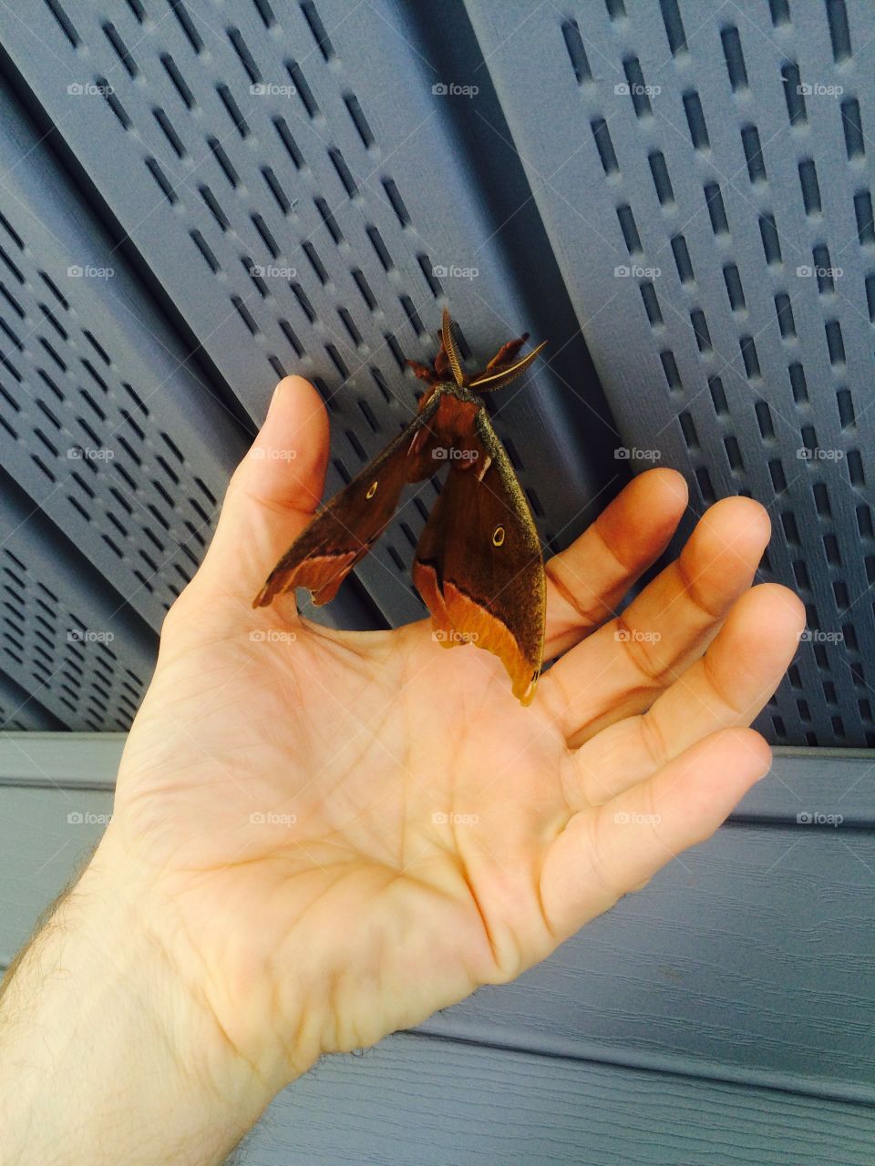 Giant moth