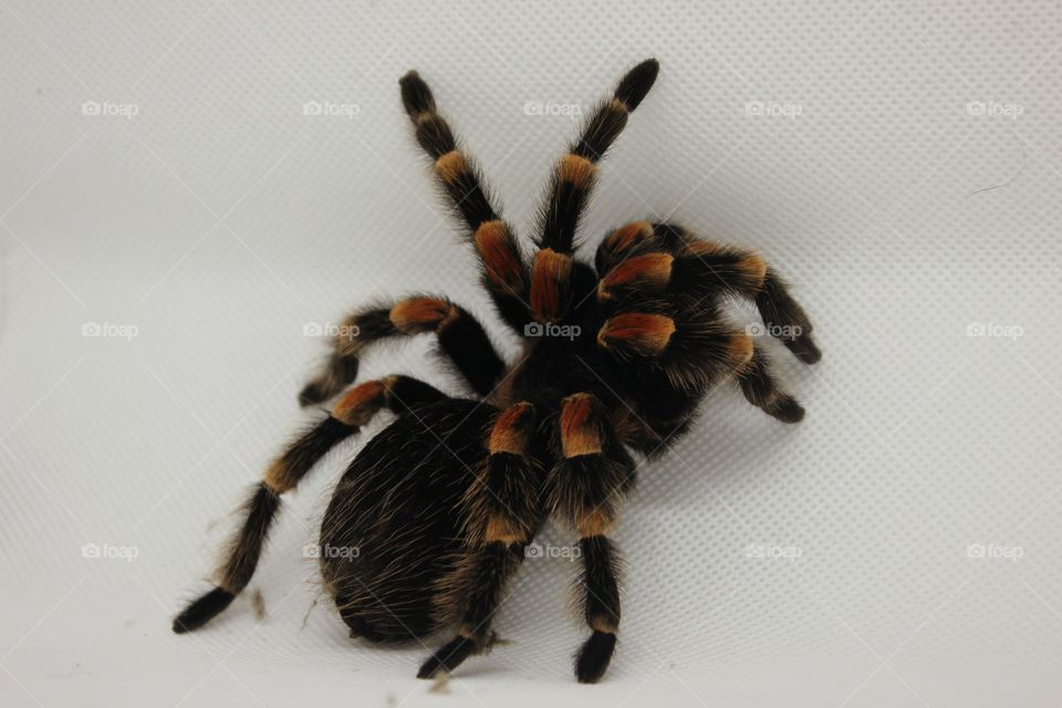 red and black spider on white Background