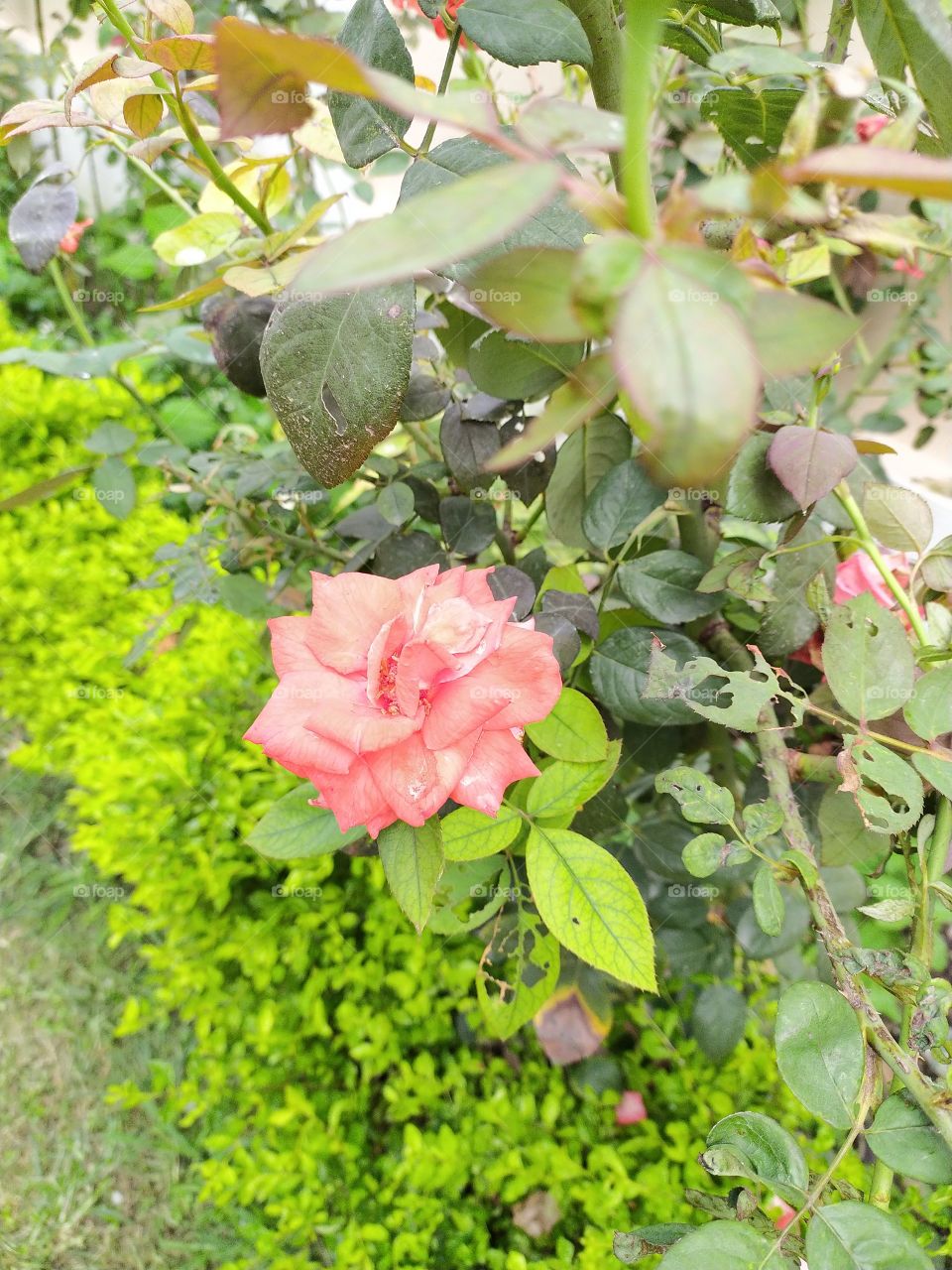 Rosy Glory in the monsoon