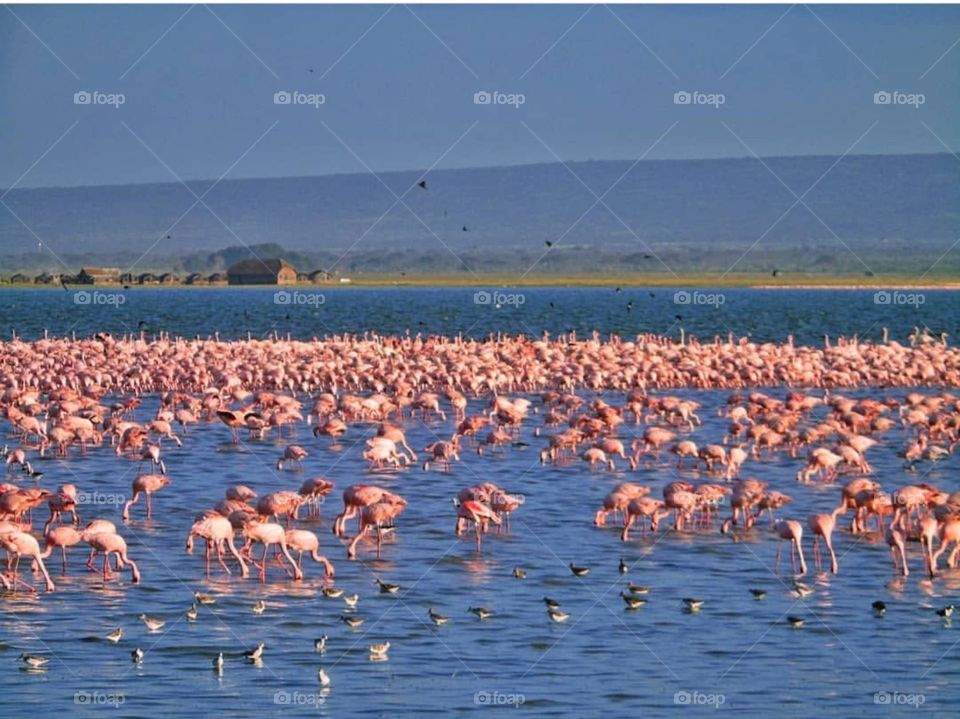 Flamingos