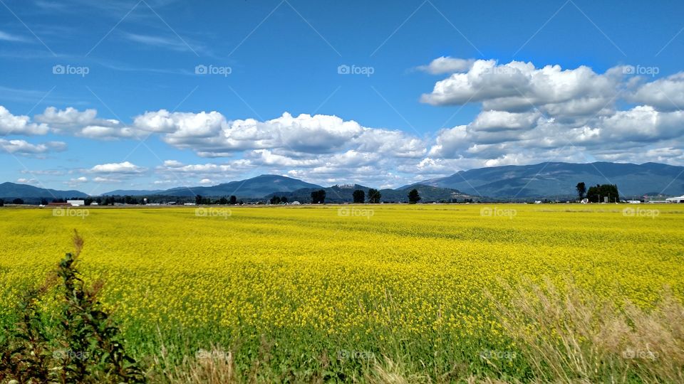 Yellow Field. I think our valley is beautiful