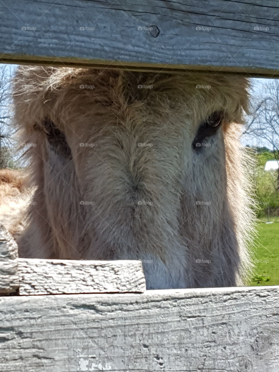 peek a boo donkey