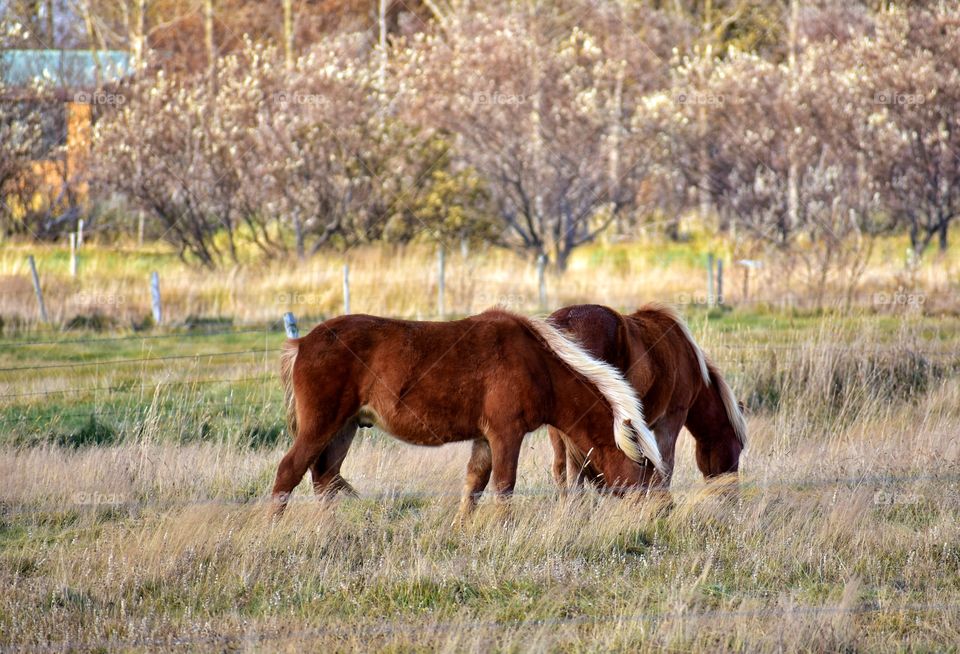 Icelandic horses in autumn fields in iceland