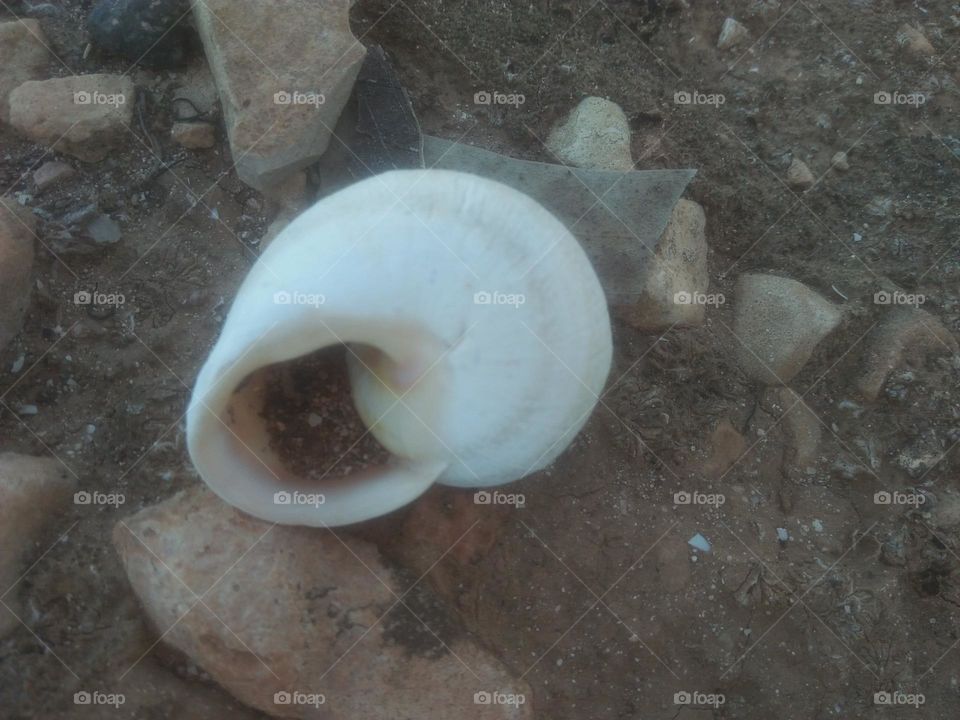 Beautiful white snail.