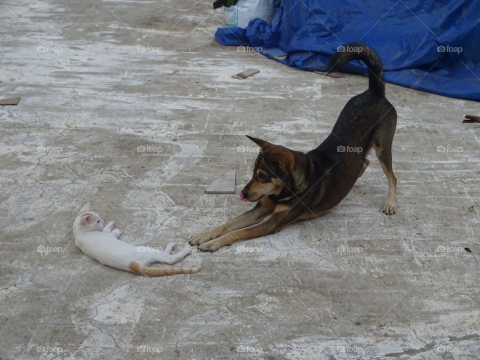 cat and dog