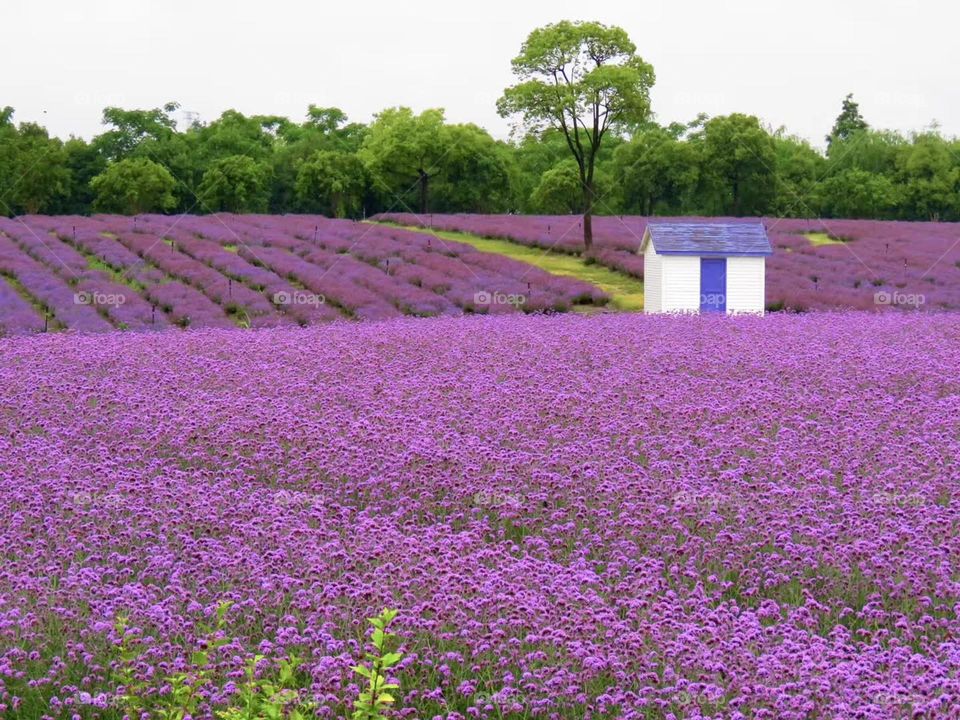 spring is colorful,  Romantic color