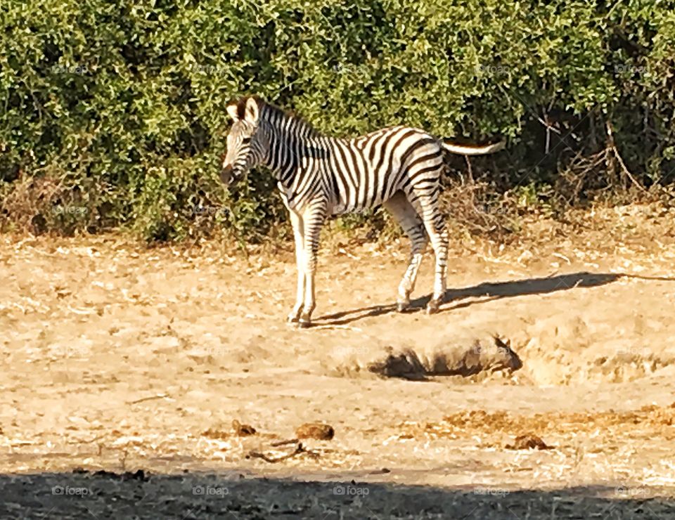 Subadult zebra in Botswana 