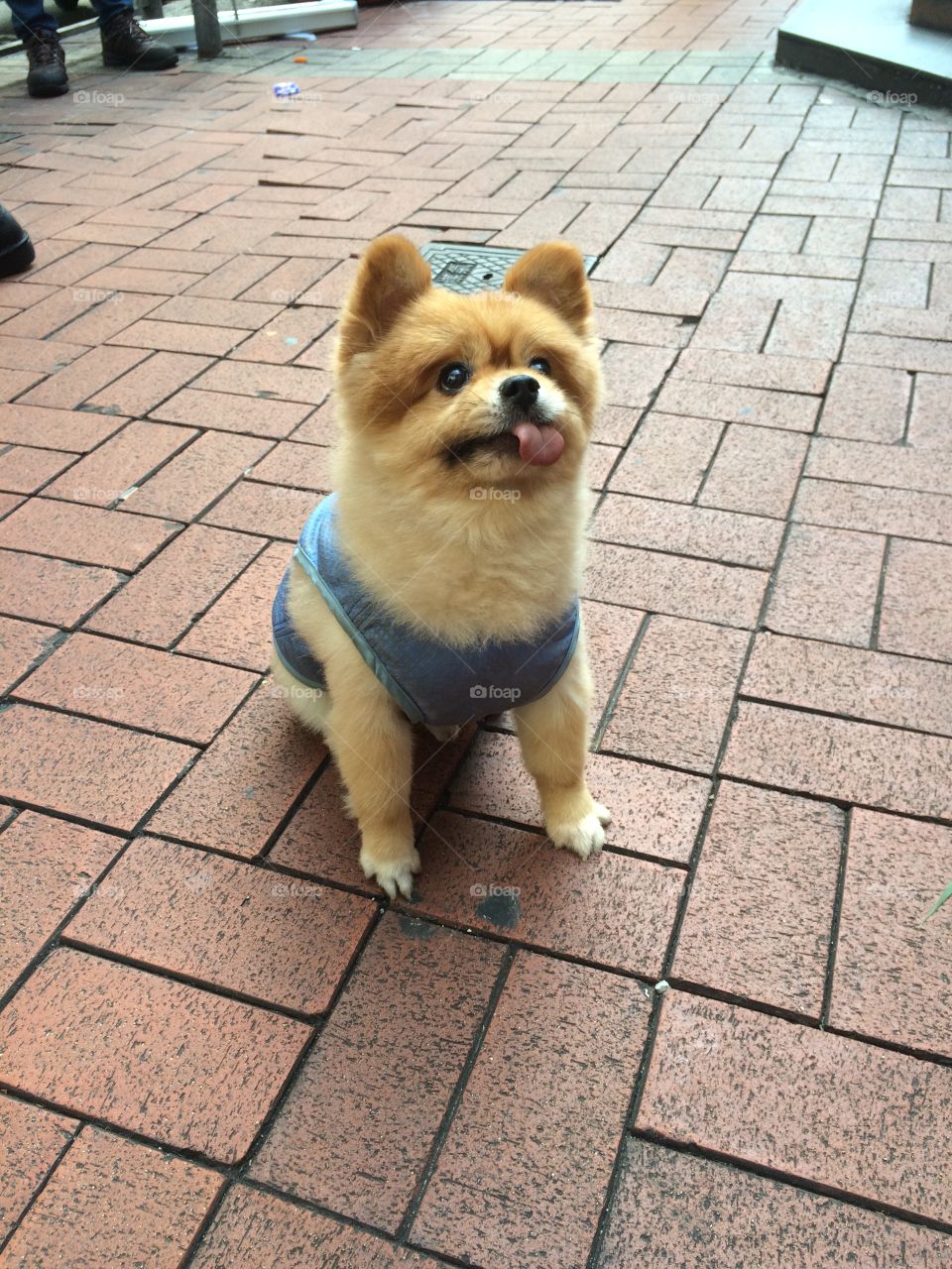 Cute dog Hong Kong 