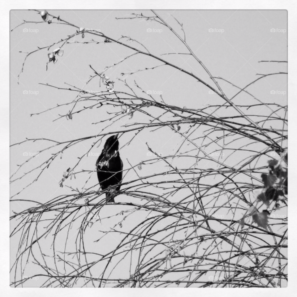 bird black and white by blaqrayne