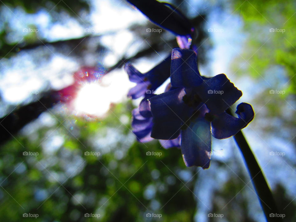 Blue Bells