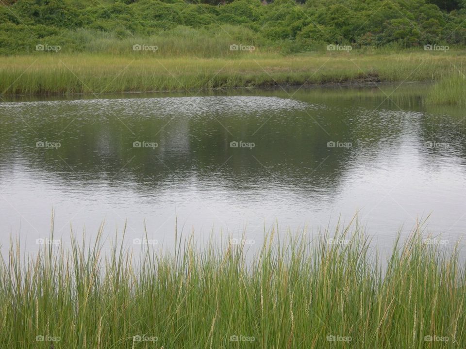 Cape Cod pond