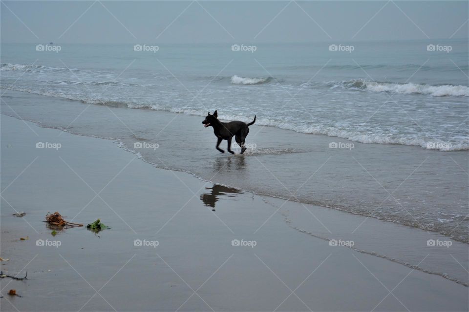 Doggy at the beach