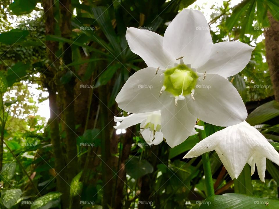 Orchid at Hawaii Tropical Botanical Garden