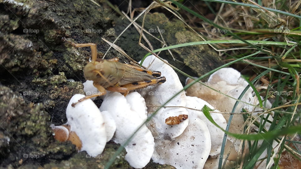 Cricket on mushrooms on wooden Stump summer