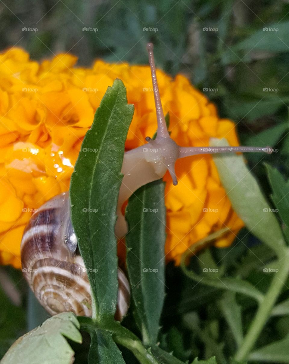 snail and marigold flower
