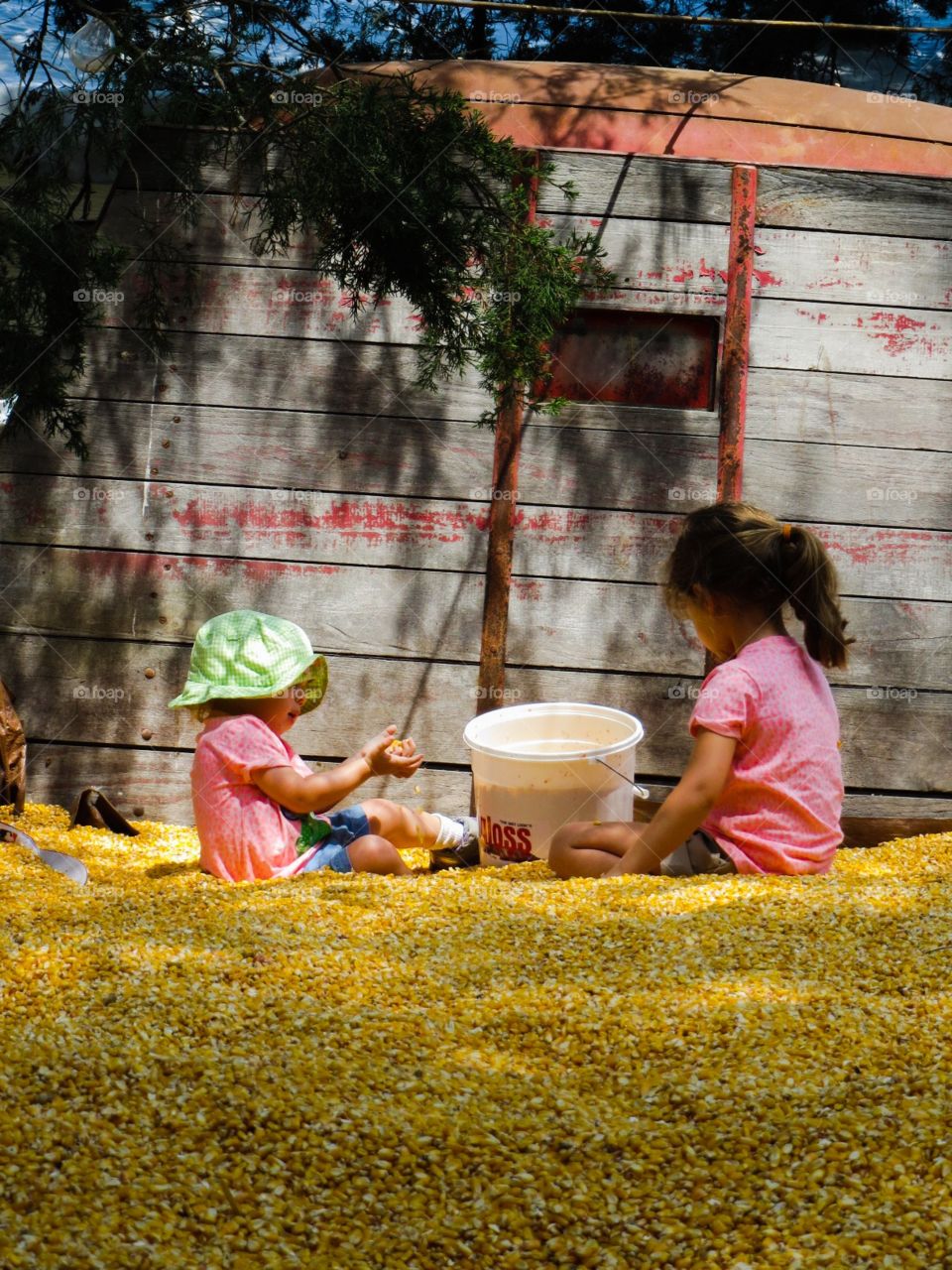 Playing in Corn. Kernels of Fun, girls play in corn